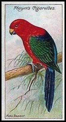 1 King Parrot